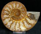 Beautiful Cut/Polished Ammonite (Pair) #11794-2